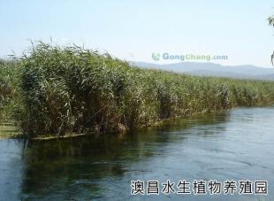 白洋淀蘆葦 綠色黃金，編織產業新篇章