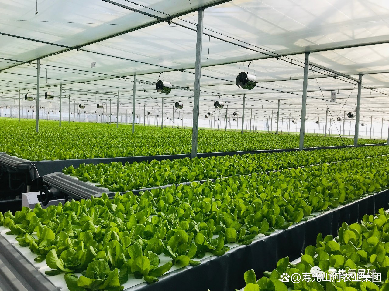 大棚蔬菜種植養(yǎng)殖