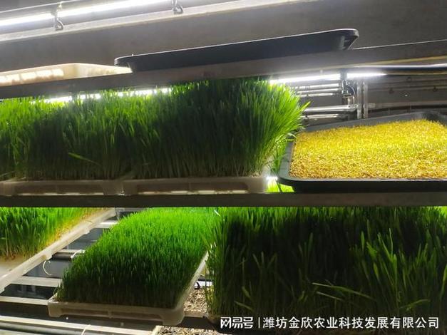 金欣農(nóng)業(yè)改裝式水培牧草不同于傳統(tǒng)土壤養(yǎng)殖