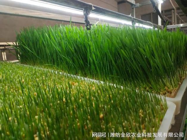 水培牧草集裝箱設(shè)備是一款養(yǎng)殖最好種植設(shè)備